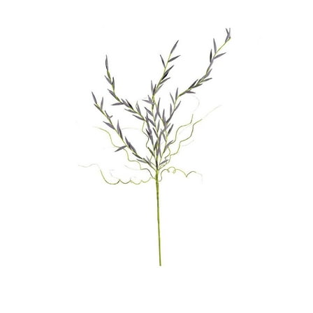 Kalalou Inc Botanica #2505