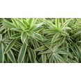 Song of India Plant 5 Live Plants in 6 Inch Pots Dracaena Reflexa