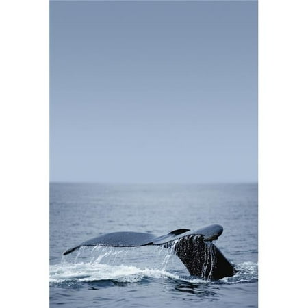 Humpback Whale Tail Fin Poster Print by Darren Greenwood, 11 x 16
