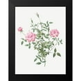 thumbnail image 2 of Redoute, Pierre Joseph 19x24 Black Modern Framed Museum Art Print Titled - Double Miniature Rose, Dwarf Rosebush, Rosa indica pumila, 2 of 5