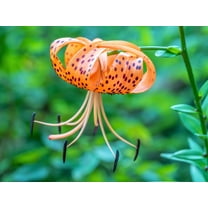 20 Seeds COLUMBIAN TIGER LILY Oregon Lily Lilium Columbianum syn. Canadense Parviflorum Orange Maroon Spotted Native Flower Seeds