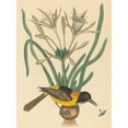 thumbnail image 3 of Mark Catesby 15x18 Black Modern Framed Museum Art Print Titled - The Yellow and Black Pye (Oriolus Icterus) (1731-1743), 3 of 5