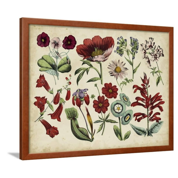 Antique Botanical Chart I,Framed Art Print Wall Art, Size