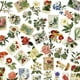 thumbnail image 1 of Paquete de pegatinas Vintage Botanical, 50 unidades, PET transparente, 1 of 2