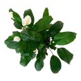 thumbnail image 3 of Cuna de moisés 6 pulgadas, 3 of 4