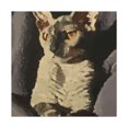 thumbnail image 1 of Devon Rex Dreamscape - Canvas, 1 of 10