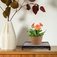 thumbnail image 1 of NUOLUX 2Ud Plataforma De Plástico Marrón Para Plantas Y Objetos Decorativos En Casa, 1 of 7