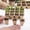 brown, variant on Seed Thickened 10-Cell Peat Pots Seed Starter Kit, Friendly Seedling Cups for Vegetables Flowers Herbs Seed Starting