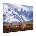 thumbnail image 4 of Oleg Rest 'Guanakos In Patagonia' Canvas Art, 4 of 4