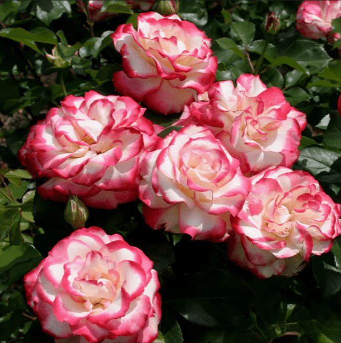 Cherry Parfait Rose Plant Live, Fragrant Hybrid Tea Rose Flowers Well Rooted Plant for Planting Indoor Outdoor, 4 to 8 Inch Tall, Ship No Pot