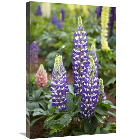20 x 30 in. Lupine Flowers Art Print - Visionspictures