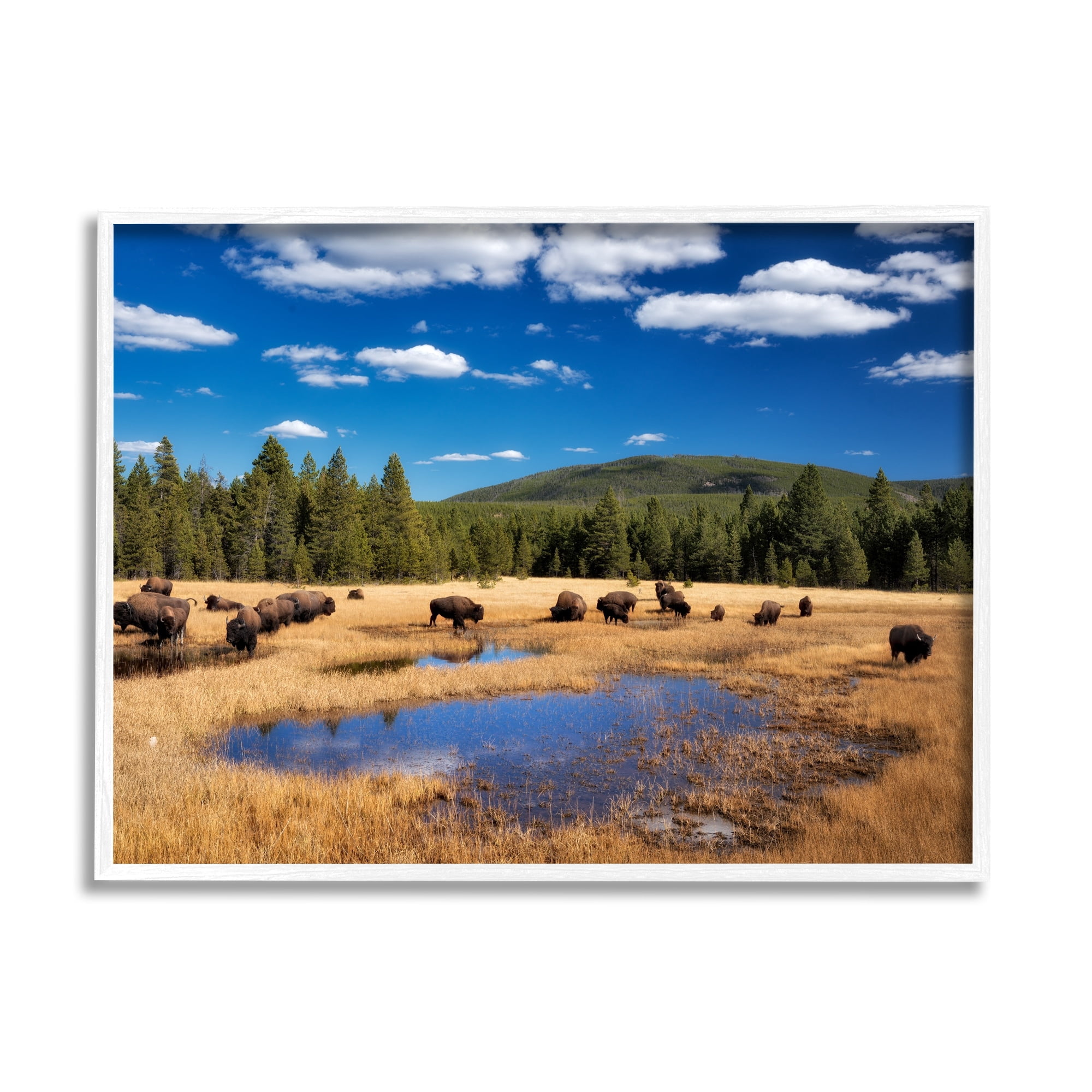 Stupell Industries Bison Grazing Clear Sky Pasture Landscape Photography White Framed Art Print Wall Art