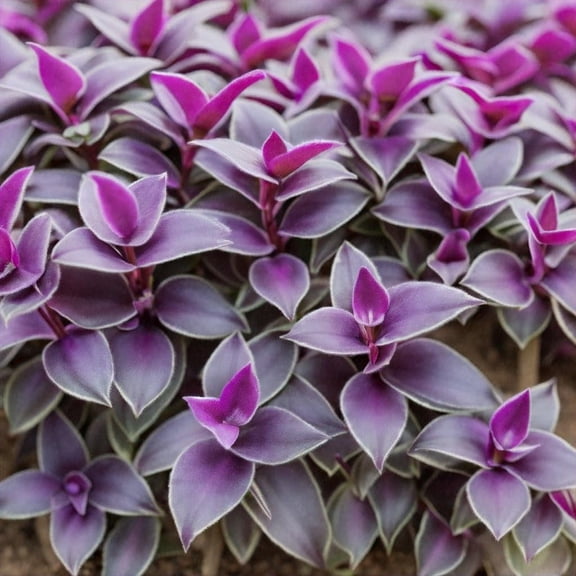 4 Purple Plush Wandering Jew Cuttings to Grow Gibasis geniculata