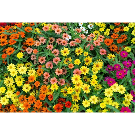 250 ORANGE CLASSIC ZINNIA Elegans (Narrow Leaf Zinnia / Creeping Zinnia) Flower Seeds