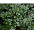 50-japanese-pachysandra-plants-shade-tolerant-evergreen-perennial