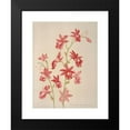 thumbnail image 2 of Harriet Stewart Miner 19x24 Black Modern Framed Museum Art Print Titled - Calanthe Veitchii (1885), 2 of 5