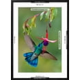 thumbnail image 5 of Art.com Green Violetear (Colibri Thalassinus) Feeding, Savegre, Costa Rica Photographic Print, Black Frame Wall Art, 21" x 29", 5 of 5
