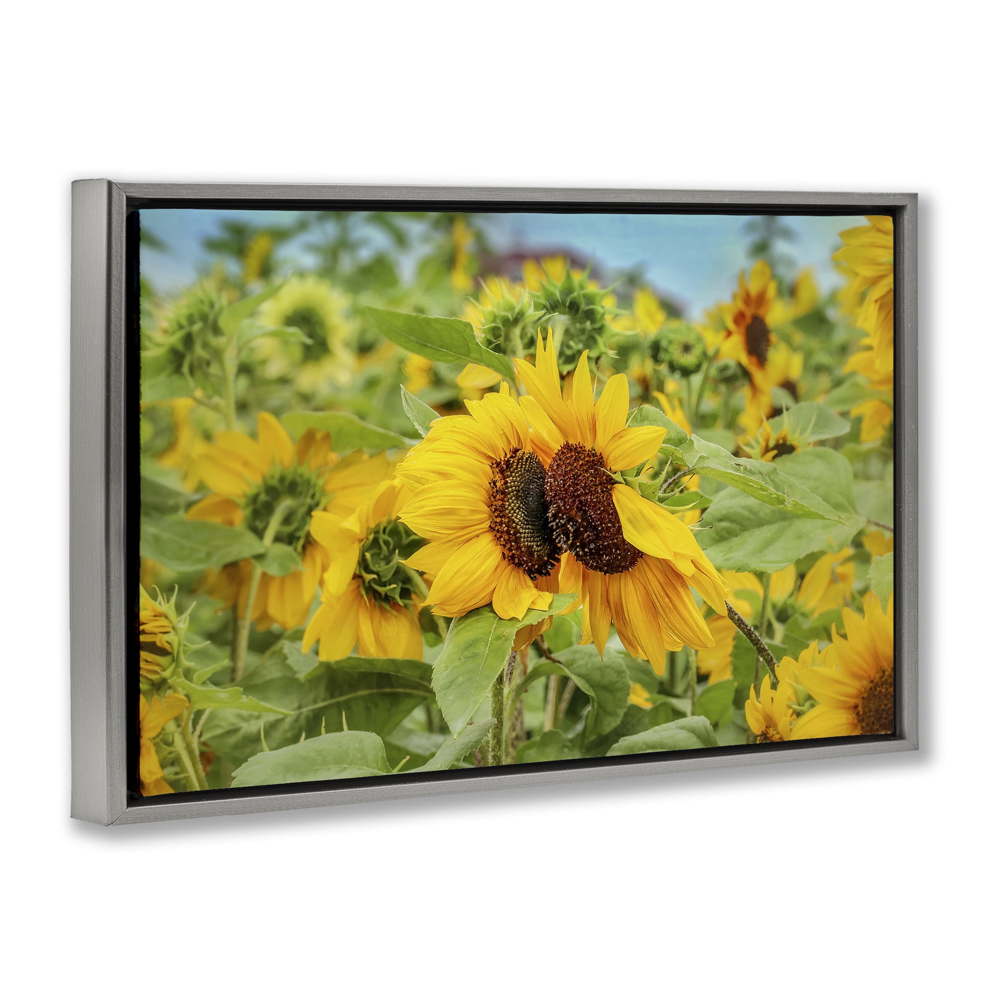 Stupell Industries Sunflower Field Photography Landscape Photography Gray Floater Framed Art Print Wall Art, 25 x 17