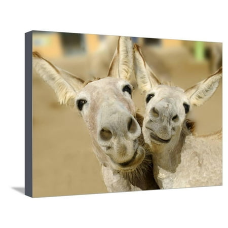 Donkey Duo Stretched Canvas Print Wall Art By