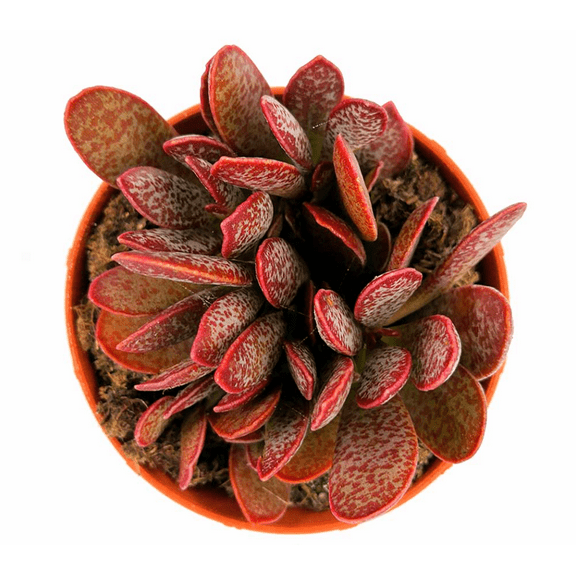 Adromischus Trigynus 'Calico Hearts' Succulent Live Plant 2 Inch for Indoor Outdoor Home Office Garden Decor