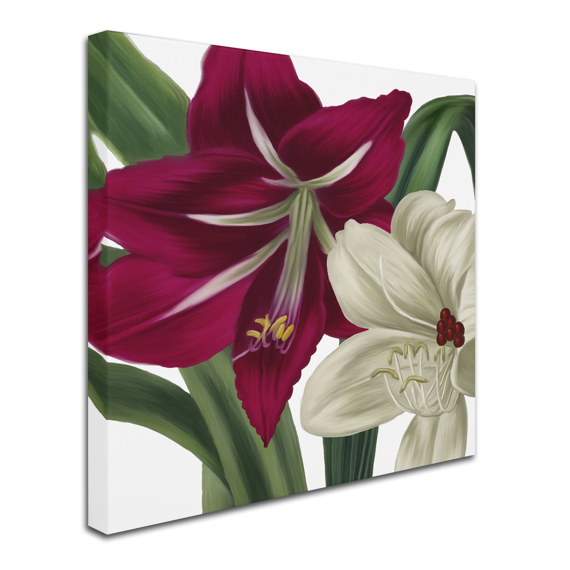 Trademark Fine Art "Christmas Amaryllis I" Canvas Art by Color Bakery