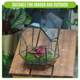 thumbnail image 3 of NCYP Small Close Geometric Terrarium with Door, Black Irregular Glass Planter, 3 of 10