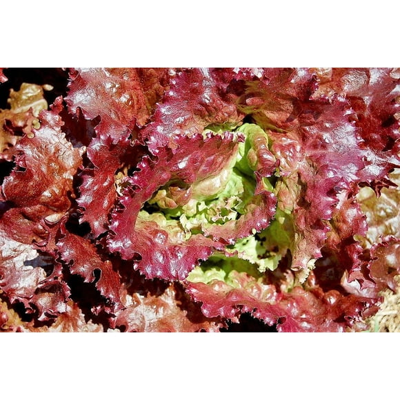 3000 PRIZEHEAD LETTUCE Loose Leaf Early Prize Head Red Lactuca Vegetable Seeds
