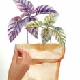 thumbnail image 3 of Watercolor Potted Herbs Peel and Stick Wall Decals, 3 of 5
