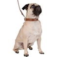 thumbnail image 7 of CUECUEPET Embellished Bone Charm Dog Collar and 44.5 inch Leash for Walking [Multiple Sizes], 7 of 7