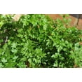 thumbnail image 6 of RedCrocus Italian Parsley Herb- Fresh, Fragrant, and Easy to Grow for Culinary Use, Containers & Gardens 6" Pot (Pack of 5), 6 of 20
