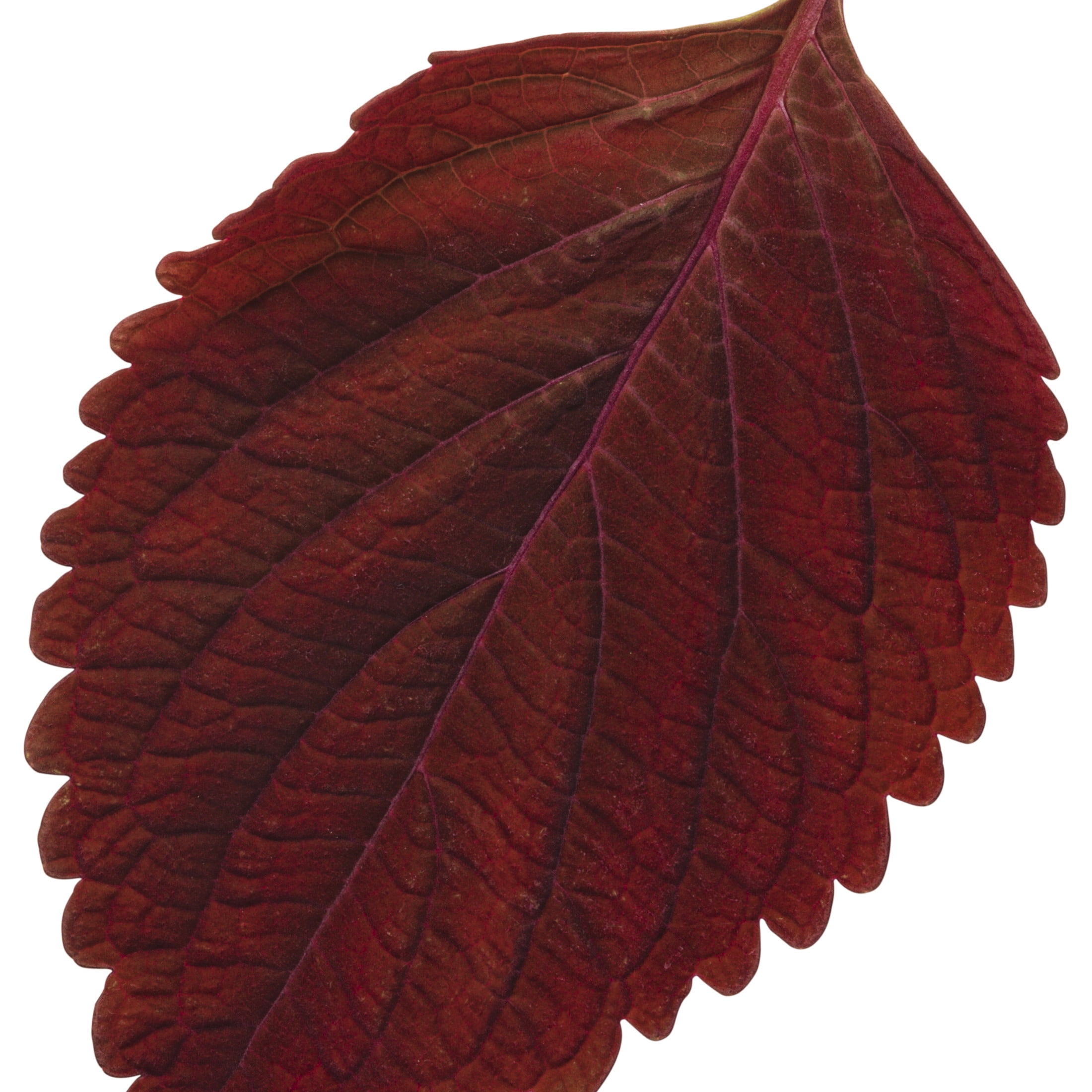 Proven Winners 4" Red ColorBlaze Rediculous Coleus Live Plant in 4.25" Pot (4 Count)