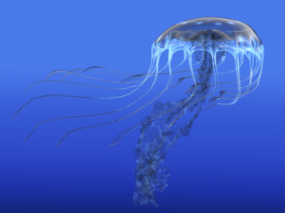 A blue spotted jellyfish illustration The jellyfish is a predator of