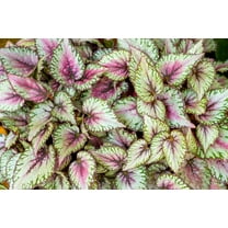 Begonia Rex-Decorative Indoor Plant-Low Maintenance  6" Hanging Basket