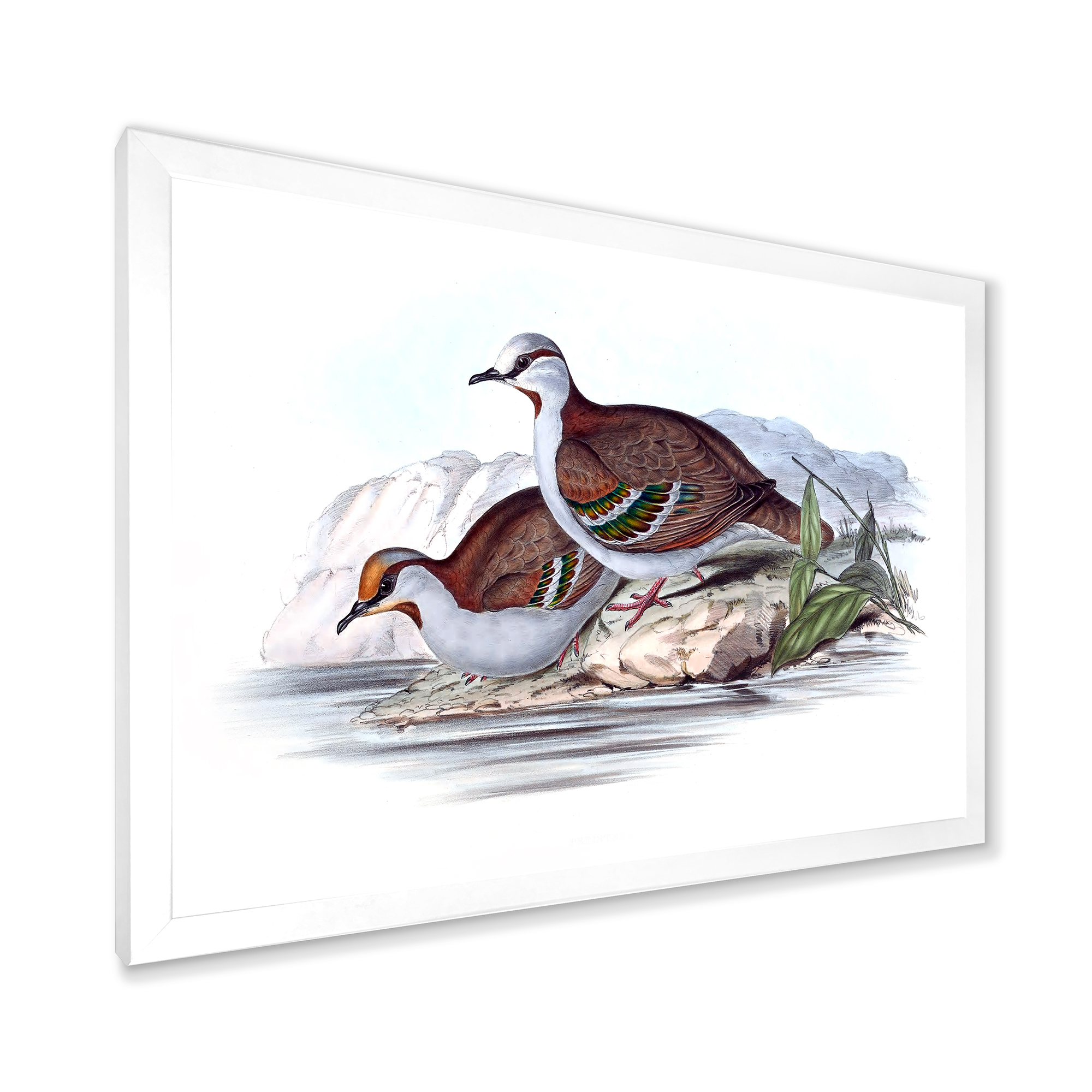 Designart 'Ancient Australian Birds IX' Traditional Framed Art Print