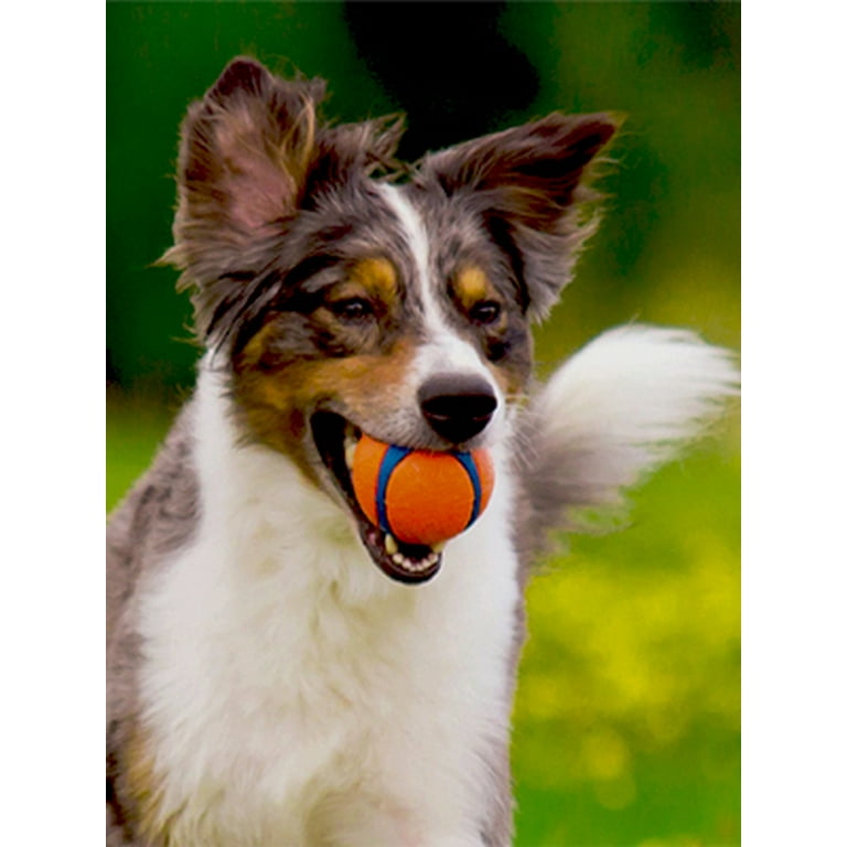 Orange and blue dog deals ball
