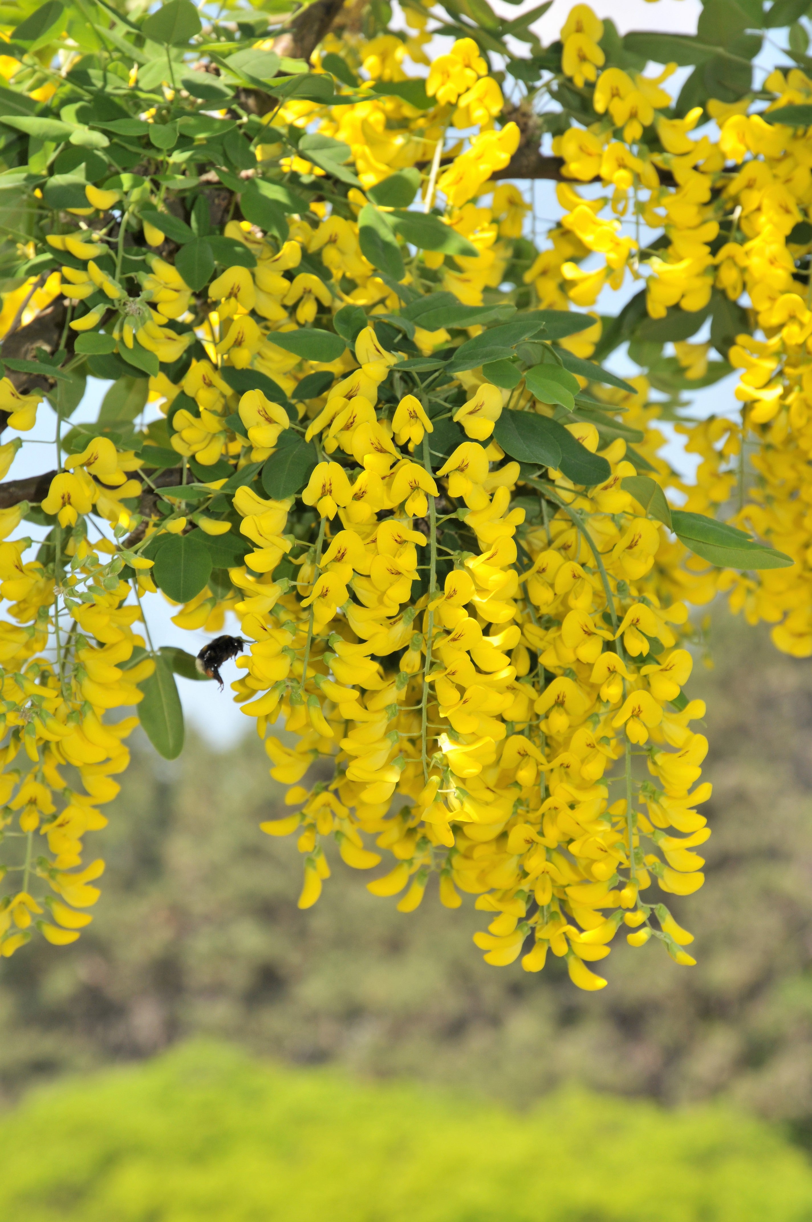 25 SIBERIAN PEASHRUB Caragana Arborescens Peatree Yellow Flower Legume Vegetable Seeds - image 1 of 11