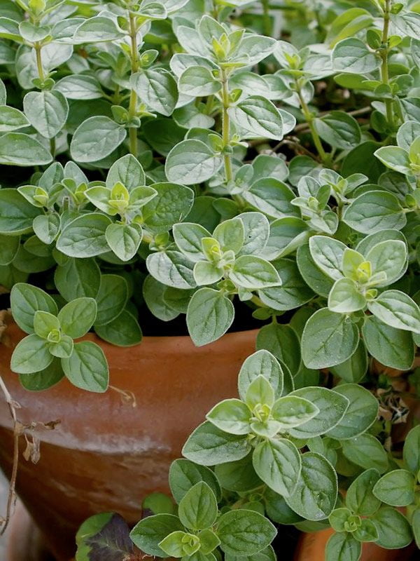 TomorrowSeeds - 10 "Herb Lovers" Seeds Mix Seeds - 1 Combination Pack - For 2026 Planting Non-GMO