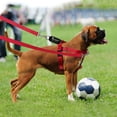 thumbnail image 4 of Arnés de verano para perros medianos y grandes, chaleco transpirable y refrescante con cuerda, cómodo para caminar al aire libre, suministros para mascotas, 4 of 5