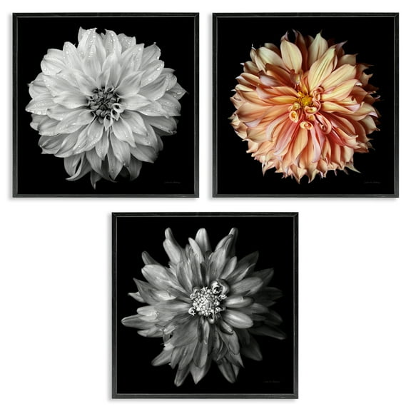 Stupell Industries Detailed Dahlia Photography Plants & Flowers Photography Black Framed Art Print Wall Art, 12 x 12, Set of 3