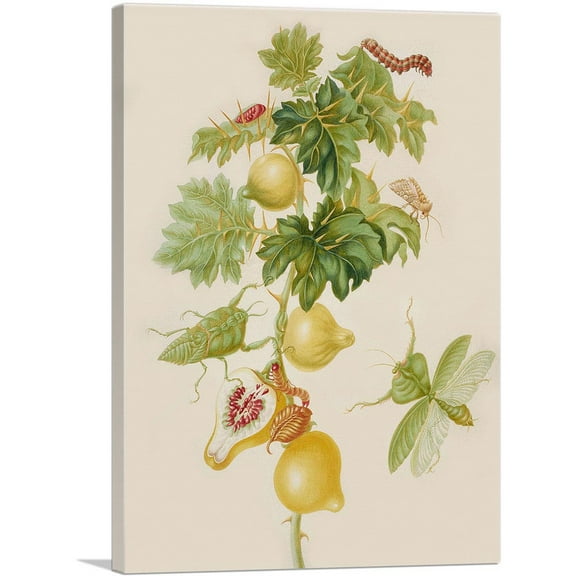 ARTCANVAS Branch Of Nipple Fruit Leaf Mantis Bean Leaf Skeletonizer 1702 Canvas Art Print by Maria Sibylla Merian - Size: 18" x 12" (1.50" Deep)