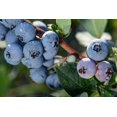 thumbnail image 3 of Expert Gardener 2.5QT Blueberry Patriot Small Fruit Deciduous Full Sun Live Plants Blue, 3 of 8