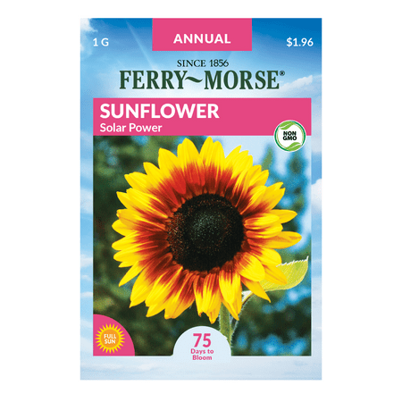Ferry-Morse 100MG Sunflower Solar Power Annual Flower Seeds (1 Pack)- Seed Gardening, Full Sunlight