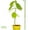 32", variant on 6 Pcs Flower and Plant Support Stakes, Reusable Plant Stakes for Indoor, Plastic Plant Cage Holder Ring, Indoor Outdoor Plant Flowers, Amaryllis, Tomatoes, Vegetable,12"