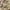 Camo, variant on No Boundaries Men's Beach Flip Flop Sandals