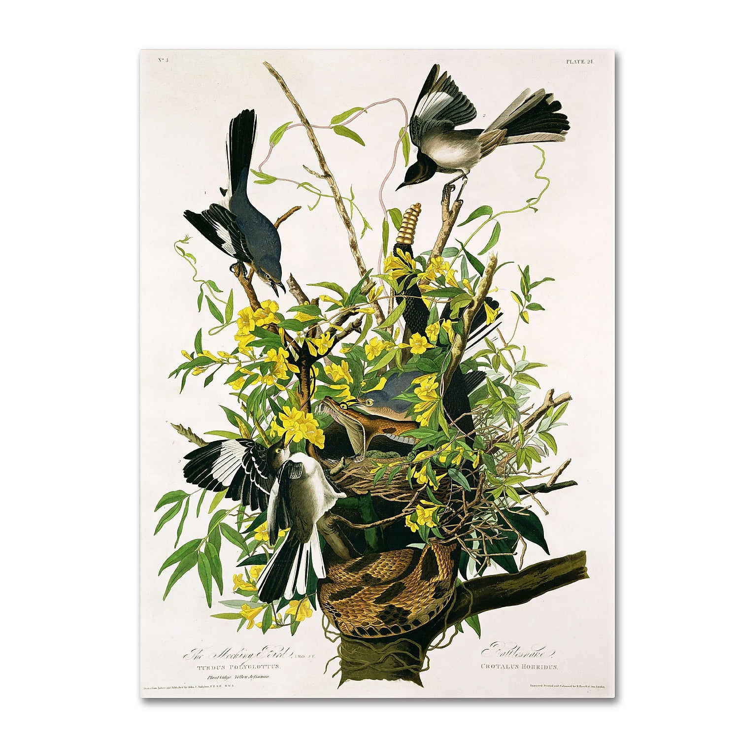 Free Shipping! Trademark Fine Art Audubon Bird and Botanical