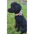 thumbnail image 4 of Collar para perros Lionheart Glory Premium Flower para perros grandes, 4 of 7