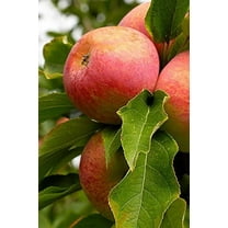 5 Gal. Fuji Apple Tree - Juicy Crisp Red Apples - Heat Tolerant