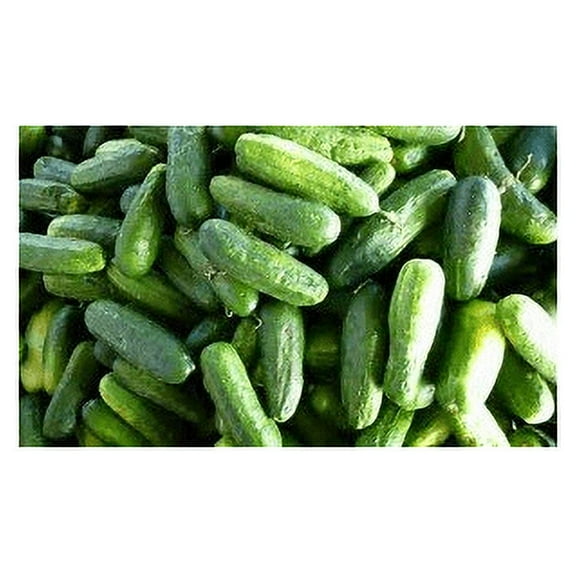 Cucumber Homemade Pickles Great Heirloom Vegetable by Seed Kingdom Bulk 1 Lb Seeds