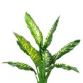 thumbnail image 3 of Northlight Artificial Variegated Dieffenbachia Leaf Potted Plant - 36", 3 of 7