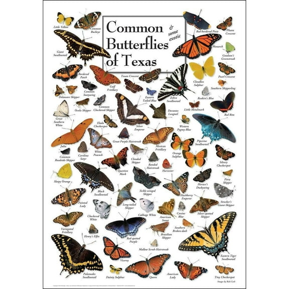 Butterflies of Texas Poster Student Animal Poster Birthday Gift Children's Room Poster Bedroom Decor Office Decor Gifts